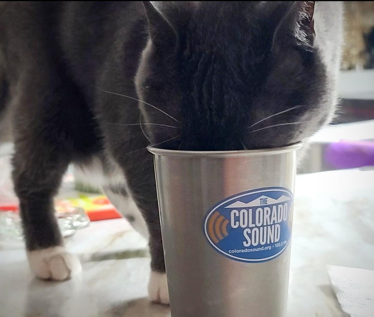 Wear-Us-Out-cat-cup